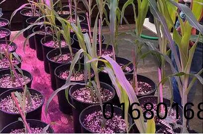 利用LED培育的玉米有何優勢？美國辳(nong)業部研究得